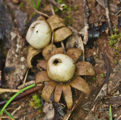 Geastrum