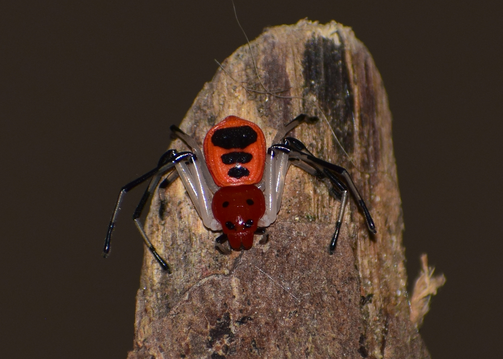 Platythomisus sudeepi