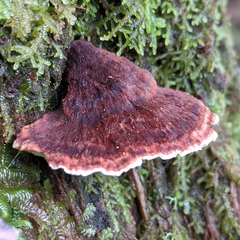Postia pelliculosa
