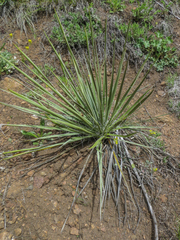 Yucca glauca glauca