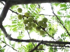 Phyllanthus emblica