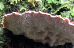 Postia pelliculosa