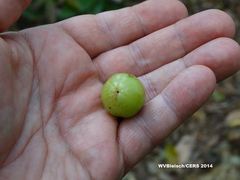 Phyllanthus emblica