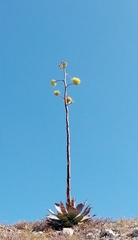 Agave colorata