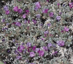Astragalus sericoleucus