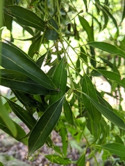 Cinnamomum chekiangense