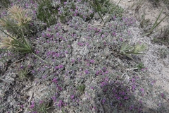 Astragalus sericoleucus