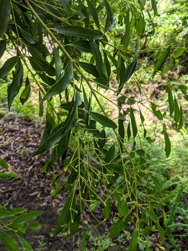 Cinnamomum chekiangense, photograph 1