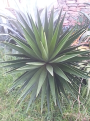 Agave sisalana