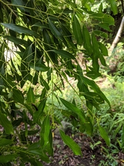 Cinnamomum chekiangense, photograph Cheng-Te Hsu, CC BY, iNaturalist via GBIF