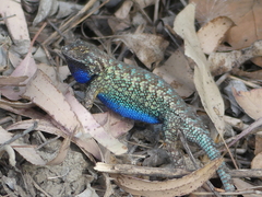 Western Fence Lizard photo 5