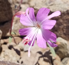Clarkia breweri