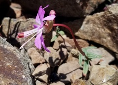 Clarkia breweri