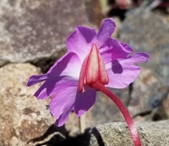 Clarkia breweri