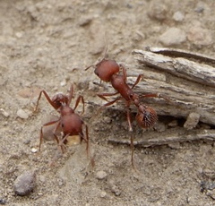 Pogonomyrmex salinus
