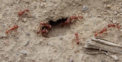 Pogonomyrmex salinus