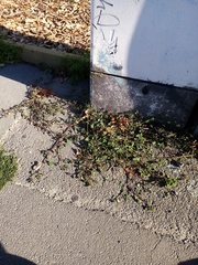 Chenopodium trigonon