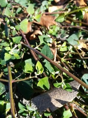 Chenopodium trigonon