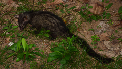 Paradoxurus hermaphroditus