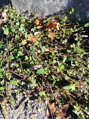 Chenopodium trigonon