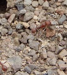 Pogonomyrmex occidentalis