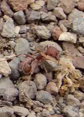 Pogonomyrmex occidentalis