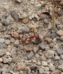 Pogonomyrmex occidentalis