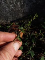 Chenopodium trigonon