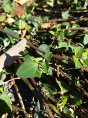 Chenopodium trigonon