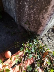 Chenopodium trigonon