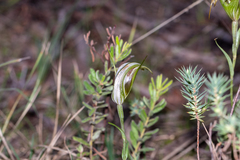 Pterostylis ampliata