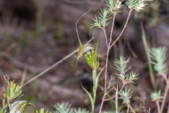 Pterostylis ampliata