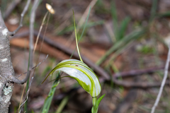 Pterostylis ampliata