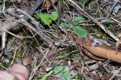 Pterostylis ampliata