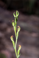 Pterostylis rubescens