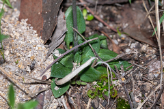 Pterostylis rubescens