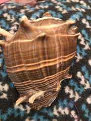 Melongena