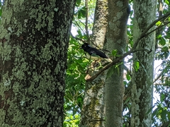 Cyanocorax chrysops