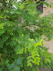 Caragana arborescens