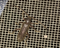 Trichoferus campestris
