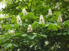 Aesculus hippocastanum