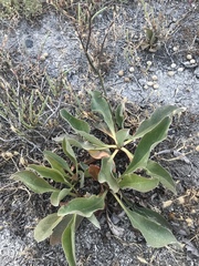 Limonium californicum