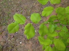 Ulmus laevis