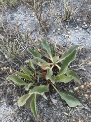 Limonium californicum
