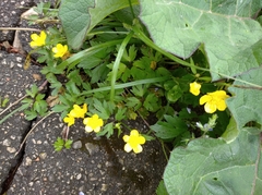 Ranunculus repens