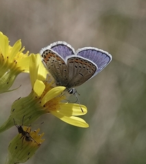 Plebejus melissa