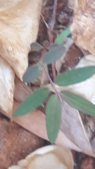 Euphorbia hypericifolia