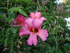 Amphilophium buccinatorium