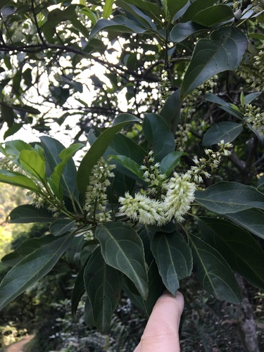 Chinese sweetspire (Itea chinensis)
