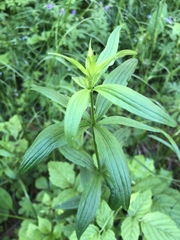 Galium × pseudoboreale